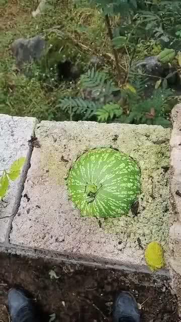 吃绿瓜搞笑视频大全集,搞笑视频大全集欢乐盘点