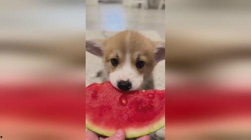 漫画小狗吃瓜视频大全集,小狗吃瓜视频大全集欢乐集锦