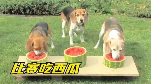 漫画小狗吃瓜视频大全集,小狗吃瓜视频大全集欢乐集锦