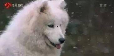 漫画小狗吃瓜视频大全集,小狗吃瓜视频大全集欢乐集锦