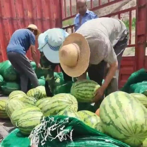 甘肃最近吃瓜事件视频