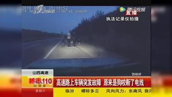 只吃瓜不吃苦的视频软件,揭秘只吃瓜不吃苦的视频软件魅力