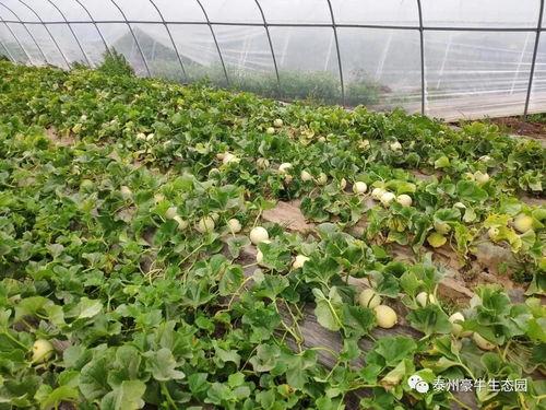 莫干山吃瓜视频大赛,吃瓜大赛欢乐无限