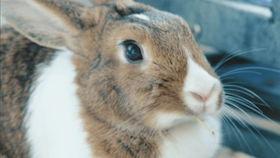 小兔子吃闪电瓜视频,闪电瓜的奇幻之旅