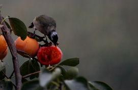 小鸟偷瓜吃怎么办视频讲解,视频揭秘趣味捉鸟技巧