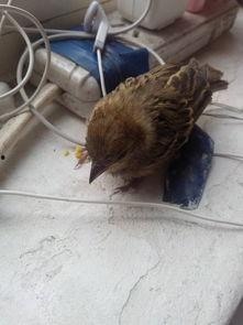 小鸟偷瓜吃怎么办视频讲解,视频揭秘趣味捉鸟技巧