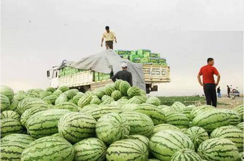 南北吃瓜的视频,一场跨越地域的美食盛宴