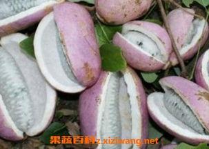 直播烧烤吃八月瓜视频,烧烤搭配八月瓜，美味与营养的完美邂逅