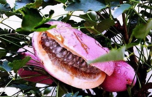 直播烧烤吃八月瓜视频,烧烤搭配八月瓜，美味与营养的完美邂逅