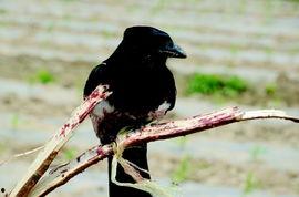 陕西吃瓜喜鹊视频大全集,趣味横生的民间美食大赏