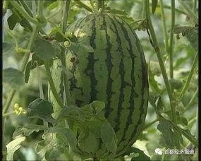 微山吃瓜事件最新进展视频,真相大白，疑云散去