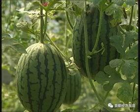 微山吃瓜事件最新进展视频,真相大白，疑云散去