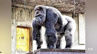 吃瓜女大猩猩视频在线观看,网络爆笑视频，萌态可掬引网友热议