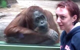 吃瓜女大猩猩视频在线观看,网络爆笑视频，萌态可掬引网友热议