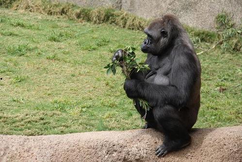 吃瓜女大猩猩视频在线观看,网络爆笑视频，萌态可掬引网友热议